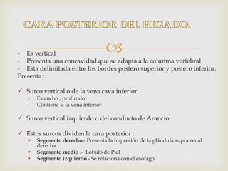 - Es vertical
- Presenta una concavidad que se adapta a la columna vertebral
- Esta delimitada entre los bordes postero superior y postero inferior.
Presenta :
 Surco vertical o de la vena cava inferior
- Es ancho , profundo
- Contiene a la vena inferior
 Surco vertical izquierdo o del conducto de Arancio
 Estos surcos dividen la cara posterior :
 Segmento derecho.- Presenta la impresión de la glándula supra renal
derecha
 Segmento medio .- Lobulo de Piel
 Segmento izquierdo.- Se relaciona con el esófago
 