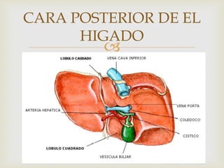 
CARA POSTERIOR DE EL
HIGADO
 
