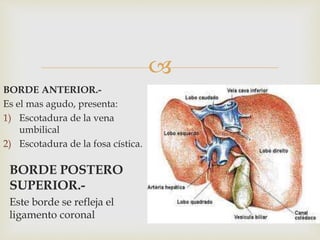 
BORDE ANTERIOR.-
Es el mas agudo, presenta:
1) Escotadura de la vena
umbilical
2) Escotadura de la fosa cística.
BORDE POSTERO
SUPERIOR.-
Este borde se refleja el
ligamento coronal
 