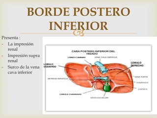 
BORDE POSTERO
INFERIOR
Presenta :
- La impresión
renal
- Impresión supra
renal
- Surco de la vena
cava inferior
 