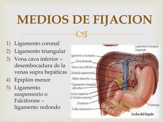 
MEDIOS DE FIJACION
1) Ligamento coronal
2) Ligamento triangular
3) Vena cava inferior –
desembocadura de la
venas supra hepáticas
4) Epiplón menor
5) Ligamento
suspensorio o
Falciforme –
ligamento redondo
 