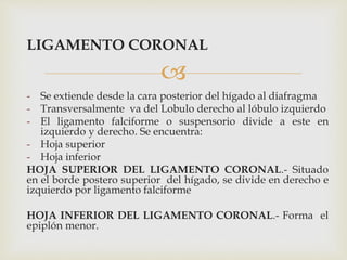 
LIGAMENTO CORONAL
- Se extiende desde la cara posterior del hígado al diafragma
- Transversalmente va del Lobulo derecho al lóbulo izquierdo
- El ligamento falciforme o suspensorio divide a este en
izquierdo y derecho. Se encuentra:
- Hoja superior
- Hoja inferior
HOJA SUPERIOR DEL LIGAMENTO CORONAL.- Situado
en el borde postero superior del hígado, se divide en derecho e
izquierdo por ligamento falciforme
HOJA INFERIOR DEL LIGAMENTO CORONAL.- Forma el
epiplón menor.
 