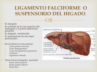 
LIGAMENTO FALCIFORME O
SUSPENSORIO DEL HIGADO.
- Es alargado
- Se extiende de la cara superior del
diafragma y la pared abdominal
posterior
- Es delgado , translucido
- Es adosamiento de dos hojas
peritoneales
- En el interior se encuentran:
- Venas portas accesorias
- Venas diafragmáticas
- Venas del ligamento suspensorio
- Linfaticos
- Ligamento redondo
- Tiene forma triangular presenta:
- Borde anterosuperior
- Borde postero inferior
- Borde libre
 