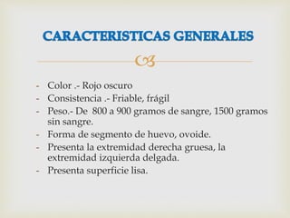 
- Color .- Rojo oscuro
- Consistencia .- Friable, frágil
- Peso.- De 800 a 900 gramos de sangre, 1500 gramos
sin sangre.
- Forma de segmento de huevo, ovoide.
- Presenta la extremidad derecha gruesa, la
extremidad izquierda delgada.
- Presenta superficie lisa.
 