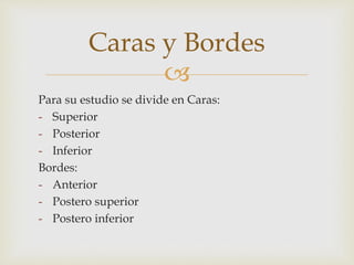 
Caras y Bordes
Para su estudio se divide en Caras:
- Superior
- Posterior
- Inferior
Bordes:
- Anterior
- Postero superior
- Postero inferior
 