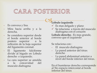 
- Es convexa y lisa.
- Mira hacia arriba y a la
derecha.
- Se considera superior desde
el borde anterior al borde
postero superior a la
reflexión de la hoja superior
del ligamento coronal.
- El ligamento falciforme
divide al hígado en Lóbulo
derecho e izquierdo.
- La cara superior se amolda
a la concavidad del
musculo diafragma
Lóbulo izquierdo
 Es mas delgado y plano
 Se relaciona a través del musculo
diafragma con el corazón
Lobulo derecho.- Es mas grande,
convexo que el izquierdo
Se relaciona con :
- El musculo diafragma
- La pared anterior del tórax
derecho
- La pared abdominal anterior a
nivel del borde inferior del tórax.
En el humiteras derecho corresponde
al 5to espacio intercostal al borde
inferior del tórax
 