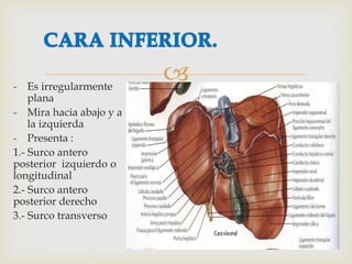 - Es irregularmente
plana
- Mira hacia abajo y a
la izquierda
- Presenta :
1.- Surco antero
posterior izquierdo o
longitudinal
2.- Surco antero
posterior derecho
3.- Surco transverso
 