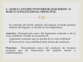 
1.- SURCO ANTERO POSTERIOR IZQUIERDO O
SURCO LONGITUDINAL PRINCIPAL.
- Se extiende del borde anterior del hígado al borde postero
inferior del hígado, se divide en dos segmentos:
Anterior.- Denominado surco del ligamento redondo o de la
vena umbilical. Donde se encuentra el
- Ligamento redondo que es atrofia de la vena umbilical
- El surco de la vena umbilical tiene forma de conducto.
Posterior.- Denominado surco del conducto de Arancio
ocupado por las inserciones del epiplón menor o
Gastrohepatico
 