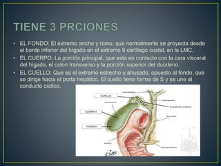 Higado vias biliares | PPT