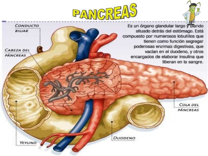 Higado Y Pancreas