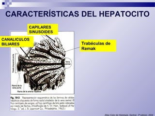 CARACTERÍSTICAS DEL HEPATOCITO 
Trabéculas de 
Remak 
Atlas Color de Histología. Gartner. 3ª edicion. 2004 
CAPILARES 
SINUSOIDES 
CANALICULOS 
BILIARES 
 
