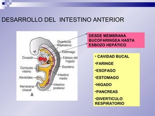 DESARROLLO DEL INTESTINO ANTERIOR 
DESDE MEMBRANA 
BUCOFARINGEA HASTA 
ESBOZO HEPÁTICO 
• CAVIDAD BUCAL 
•FARINGE 
•ESOFAGO 
•ESTOMAGO 
•HIGADO 
•PANCREAS 
•DIVERTICULO 
RESPIRATORIO 
 