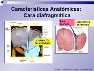 Características Anatómicas: 
Cara diafragmática 
Anatomía Humana. García-Porrero. McGraw Hill 2005 
LIGAMENTO 
FALCIFORME 
Ligamentos 
coronarios 
Área 
desnuda 
 