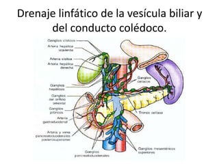 Higado anatomia PPT