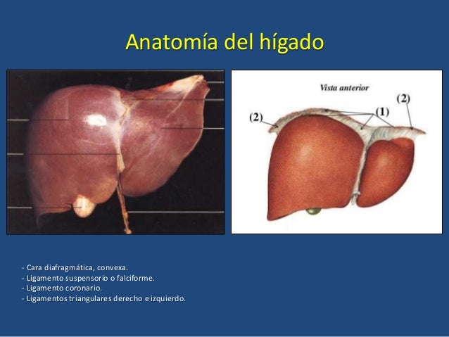 HígadoPáncreasEmbriología del Sistema Digestivo