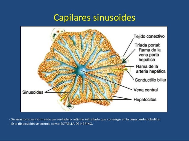 Resultado de imagen para sinusoides embriologia