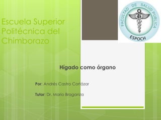 Escuela Superior
Politécnica del
Chimborazo
Hígado como órgano
Por: Andrés Castro Cortázar
Tutor: Dr. Mario Braganza
 