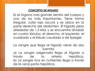 CONCEPTO DE HIGADO

Es el órgano más grande dentro del cuerpo y
uno de los más importantes. Tiene forma
irregular, color rojo oscuro y se ubica en la
parte derecha del abdomen. El hígado pesa
alrededor de 1,5 kilos y se encuentra dividido
en cuatro lóbulos: el derecho, el izquierdo, el
cuadrado y el lóbulo caudado o de Spiegel.
La sangre que llega al hígado viene de dos
fuentes:
a) La sangre oxigenada llega al hígado a
través
de
la
arteria
hepática.
b) La sangre rica en nutrientes llega a través
de la vena porta hepática.

 