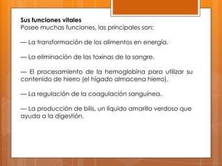 Sus funciones vitales
Posee muchas funciones, las principales son:

— La transformación de los alimentos en energía.
— La eliminación de las toxinas de la sangre.
— El procesamiento de la hemoglobina para utilizar su
contenido de hierro (el hígado almacena hierro).
— La regulación de la coagulación sanguínea.
— La producción de bilis, un líquido amarillo verdoso que
ayuda a la digestión.

 