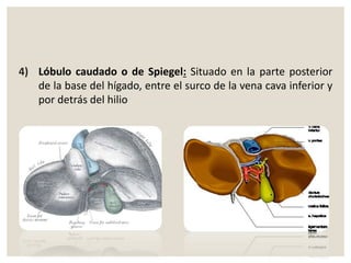 4) Lóbulo caudado o de Spiegel: Situado en la parte posterior
de la base del hígado, entre el surco de la vena cava inferior y
por detrás del hilio
 