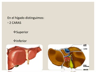 En el hígado distinguimos:
◦ 2 CARAS
Superior
Inferior
 