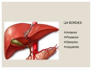 4 BORDES
Anterior
Posterior
Derecho
Izquierdo
 