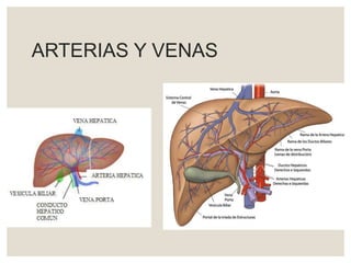 ARTERIAS Y VENAS
 