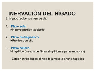 INERVACIÓN DEL HÍGADO
El hígado recibe sus nervios de:
1. Plexo solar
Neumogástrico izquierdo
2. Plexo diafragmático
Frénico derecho
3. Plexo celíaco
Hepático (mezcla de fibras simpáticas y parasimpáticas)
Estos nervios llegan al hígado junto a la arteria hepática
 