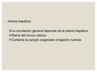 ◦ Arteria hepática:
La circulación general depende de la arteria hepática
Rama del tronco celíaco
Contiene la sangre oxigenada (irrigación nutricia
 