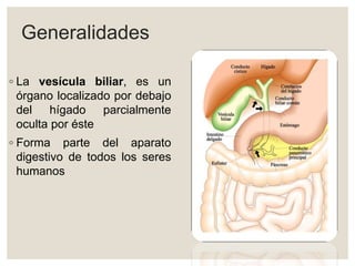 Generalidades
◦ La vesícula biliar, es un
órgano localizado por debajo
del hígado parcialmente
oculta por éste
◦ Forma parte del aparato
digestivo de todos los seres
humanos
 