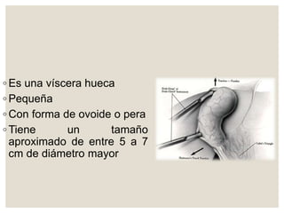 ◦ Es una víscera hueca
◦ Pequeña
◦ Con forma de ovoide o pera
◦ Tiene un tamaño
aproximado de entre 5 a 7
cm de diámetro mayor
 