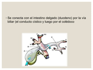◦ Se conecta con el intestino delgado (duodeno) por la vía
biliar (el conducto cístico y luego por el colédoco
 