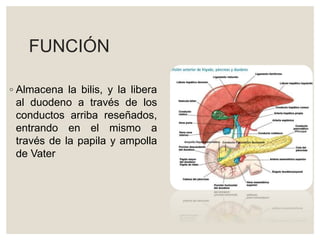 FUNCIÓN
◦ Almacena la bilis, y la libera
al duodeno a través de los
conductos arriba reseñados,
entrando en el mismo a
través de la papila y ampolla
de Vater
 