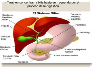 ◦ También concentrar la bilis hasta ser requerida por el
proceso de la digestión
 