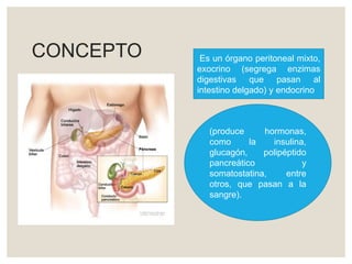 CONCEPTO Es un órgano peritoneal mixto,
exocrino (segrega enzimas
digestivas que pasan al
intestino delgado) y endocrino
(produce hormonas,
como la insulina,
glucagón, polipéptido
pancreático y
somatostatina, entre
otros, que pasan a la
sangre).
 