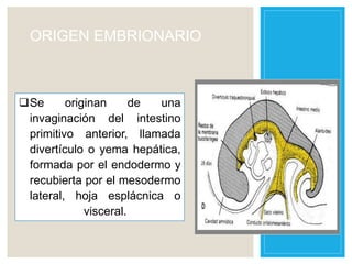 ORIGEN EMBRIONARIO
Se originan de una
invaginación del intestino
primitivo anterior, llamada
divertículo o yema hepática,
formada por el endodermo y
recubierta por el mesodermo
lateral, hoja esplácnica o
visceral.
 