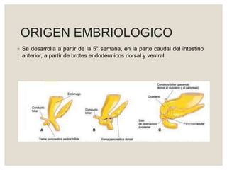 ORIGEN EMBRIOLOGICO
◦ Se desarrolla a partir de la 5° semana, en la parte caudal del intestino
anterior, a partir de brotes endodérmicos dorsal y ventral.
 