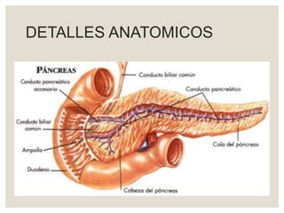 DETALLES ANATOMICOS
 