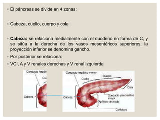 ◦ El páncreas se divide en 4 zonas:
◦ Cabeza, cuello, cuerpo y cola
◦ Cabeza: se relaciona medialmente con el duodeno en forma de C, y
se sitúa a la derecha de los vasos mesentéricos superiores, la
proyección inferior se denomina gancho.
◦ Por posterior se relaciona:
◦ VCI, A y V renales derechas y V renal izquierda
 