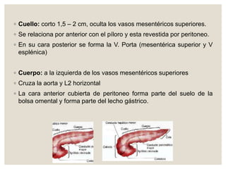◦ Cuello: corto 1,5 – 2 cm, oculta los vasos mesentéricos superiores.
◦ Se relaciona por anterior con el píloro y esta revestida por peritoneo.
◦ En su cara posterior se forma la V. Porta (mesentérica superior y V
esplénica)
◦ Cuerpo: a la izquierda de los vasos mesentéricos superiores
◦ Cruza la aorta y L2 horizontal
◦ La cara anterior cubierta de peritoneo forma parte del suelo de la
bolsa omental y forma parte del lecho gástrico.
 