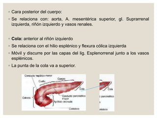 ◦ Cara posterior del cuerpo:
◦ Se relaciona con: aorta, A. mesentérica superior, gl. Suprarrenal
izquierda, riñón izquierdo y vasos renales.
◦ Cola: anterior al riñón izquierdo
◦ Se relaciona con el hilio esplénico y flexura cólica izquierda
◦ Móvil y discurre por las capas del lig. Esplenorrenal junto a los vasos
esplénicos.
◦ La punta de la cola va a superior.
 