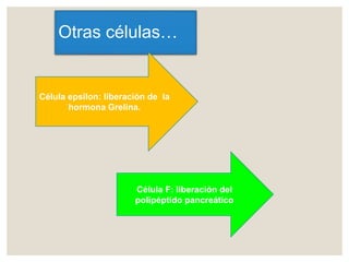 Otras células…
Célula epsilon: liberación de la
hormona Grelina.
Célula F: liberación del
polipéptido pancreático
 