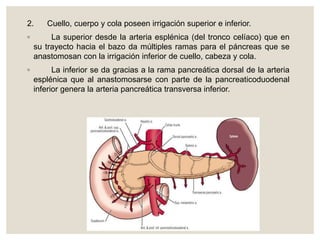 2. Cuello, cuerpo y cola poseen irrigación superior e inferior.
◦ La superior desde la arteria esplénica (del tronco celíaco) que en
su trayecto hacia el bazo da múltiples ramas para el páncreas que se
anastomosan con la irrigación inferior de cuello, cabeza y cola.
◦ La inferior se da gracias a la rama pancreática dorsal de la arteria
esplénica que al anastomosarse con parte de la pancreaticoduodenal
inferior genera la arteria pancreática transversa inferior.
 