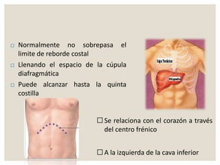  Se relaciona con el corazón a través
del centro frénico
 A la izquierda de la cava inferior
 Normalmente no sobrepasa el
limite de reborde costal
 Llenando el espacio de la cúpula
diafragmática
 Puede alcanzar hasta la quinta
costilla
 