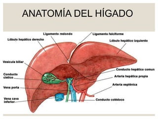 ANATOMÍA DEL HÍGADO
 