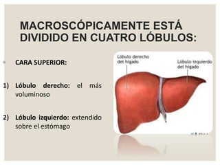 MACROSCÓPICAMENTE ESTÁ
DIVIDIDO EN CUATRO LÓBULOS:
◦ CARA SUPERIOR:
1) Lóbulo derecho: el más
voluminoso
2) Lóbulo izquierdo: extendido
sobre el estómago
 