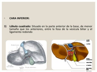 ◦ CARA INFERIOR:
3) Lóbulo cuadrado: Situado en la parte anterior de la base, de menor
tamaño que los anteriores, entre la fosa de la vesícula biliar y el
ligamento redondo
 