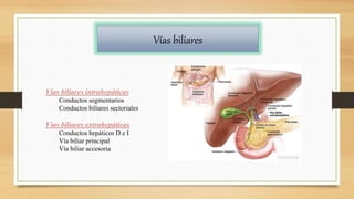 Vías biliares
Vías biliares intrahepáticas
Conductos segmentarios
Conductos biliares sectoriales
Vías biliares extrahepáticas
Conductos hepáticos D e I
Vía biliar principal
Vía biliar accesoria
 