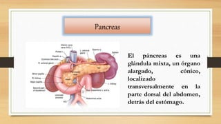 Pancreas
El páncreas es una
glándula mixta, un órgano
alargado, cónico,
localizado
transversalmente en la
parte dorsal del abdomen,
detrás del estómago.
 