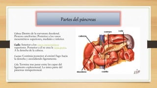 Cabeza: Dentro de la curvatura duodenal.
Proceso unciforme: Posterior a los vasos
mesentéricos superiores, mediales e inferior.
Cuello: Anterior a los vasos mesentéricos
superiores. Posterior a él se crea la vena porta.
A la derecha de la cabeza.
Cuerpo: Continúa posterior al estóm13ago hacia
la derecha y ascendiendo ligeramente.
Cola: Termina tras pasar entre las capas del
ligamento esplenorenal. La única parte del
páncreas intraperitoneal.
Partes del páncreas
 